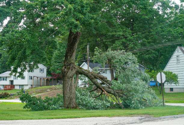 Best Tree and Shrub Care  in Tower City, PA